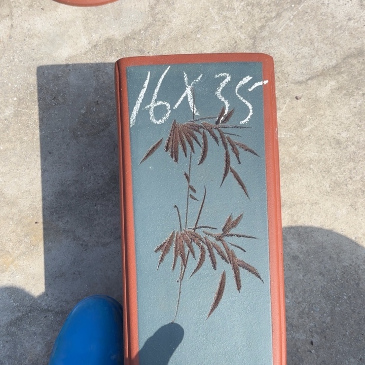 花盆紫砂紫砂的花