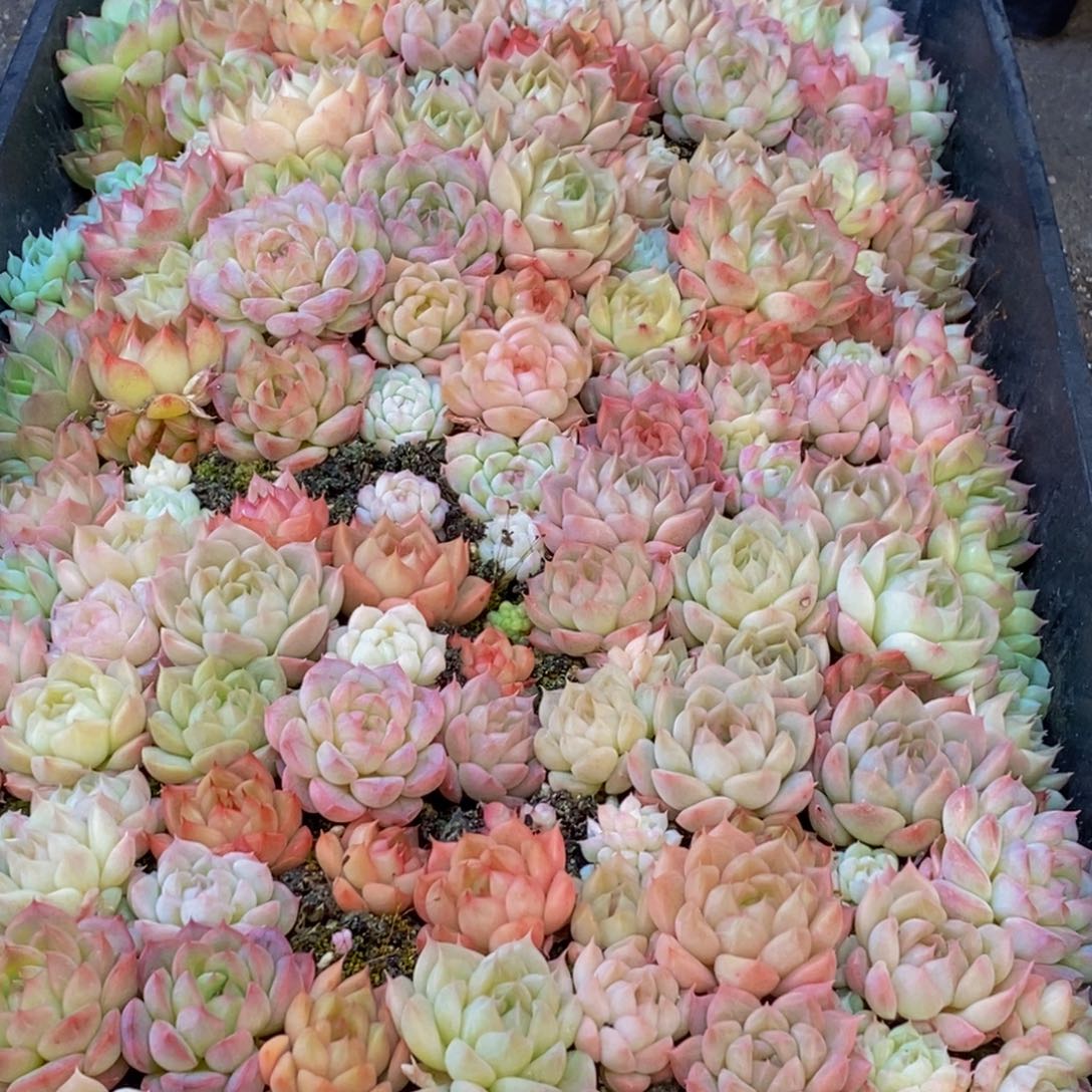 260多肉植物保护研究所所长助理研究员