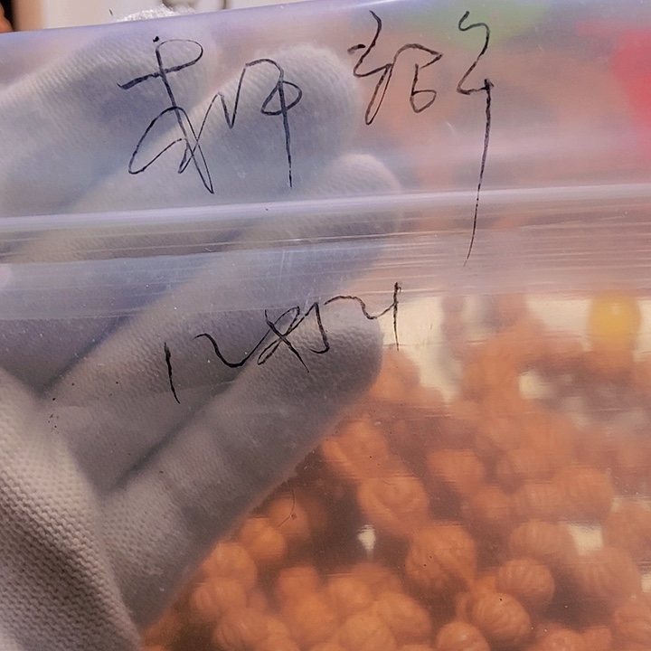 手串桃核或**华龙纹桃核