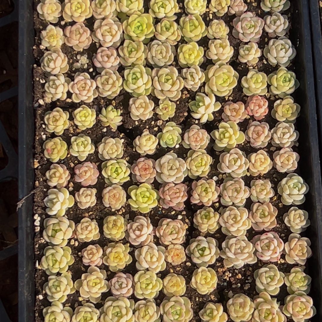 后***7578多肉葡萄的味道是真的