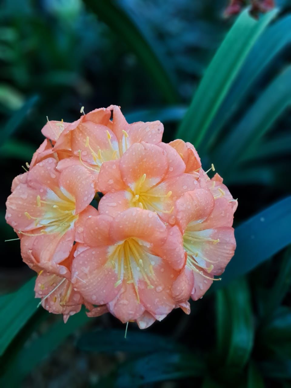 君子兰直播间专卖链接