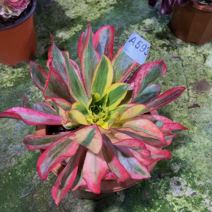 魅影多肉植物593