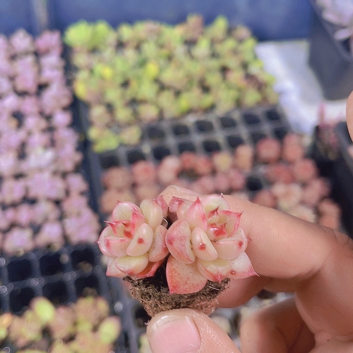 天鹅绒杂乌木【满10颗包邮】