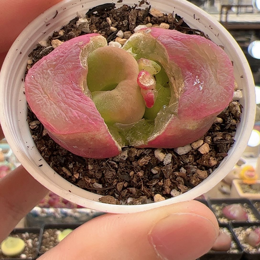 【闪购商品】127 带盆