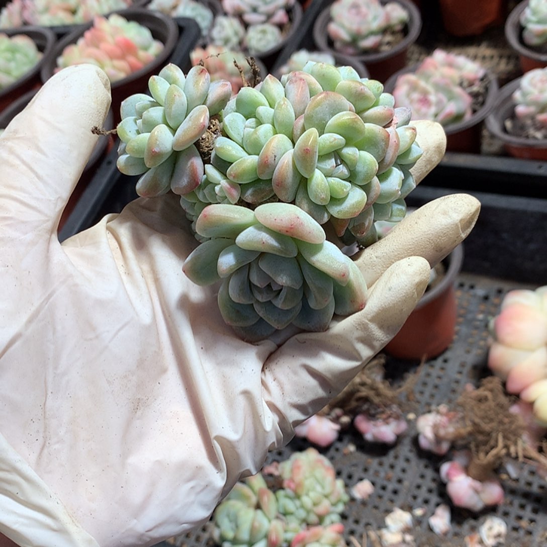 昱昱呀哈哈哈哈哈哈哈