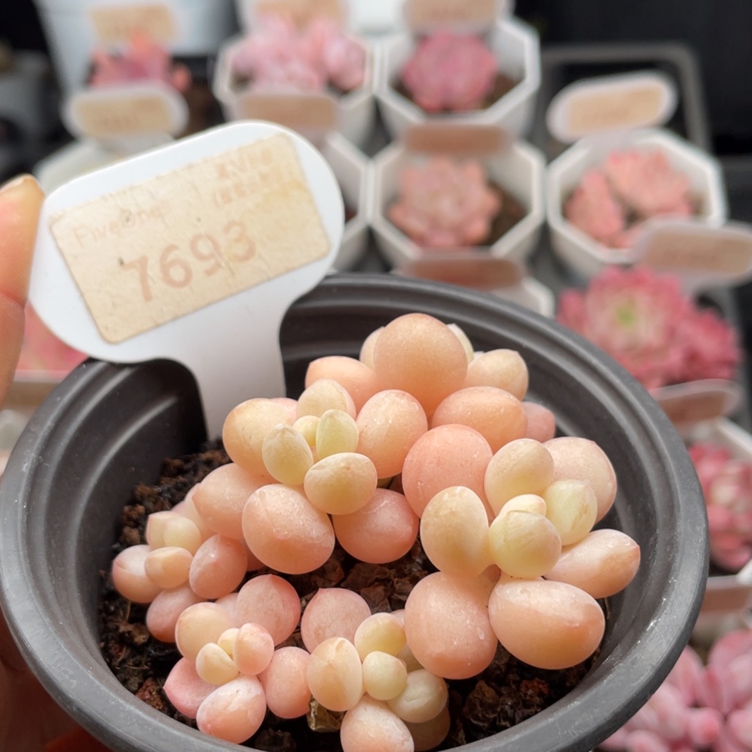 泡泡糖7693-6.5厘米