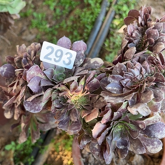 微****多肉植物一个有伤