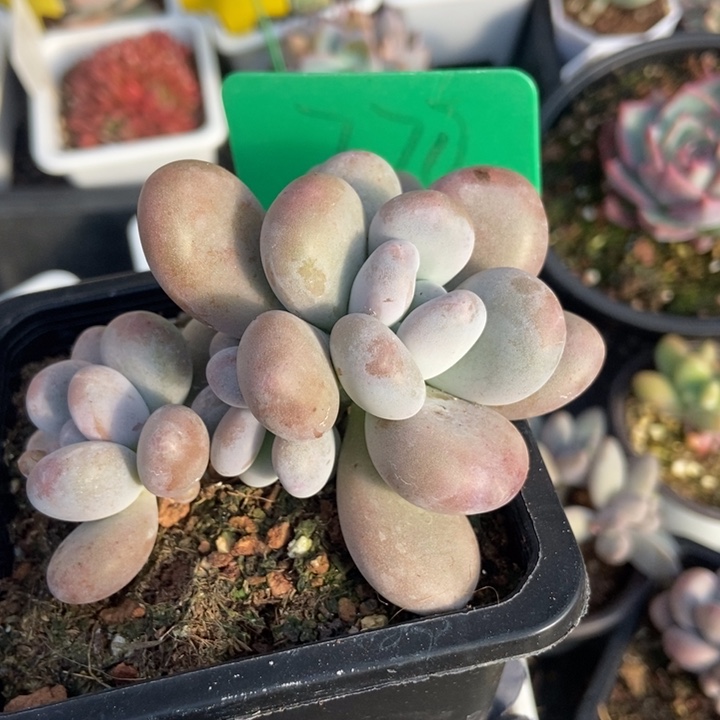 770鸡蛋奶酪多肉植物