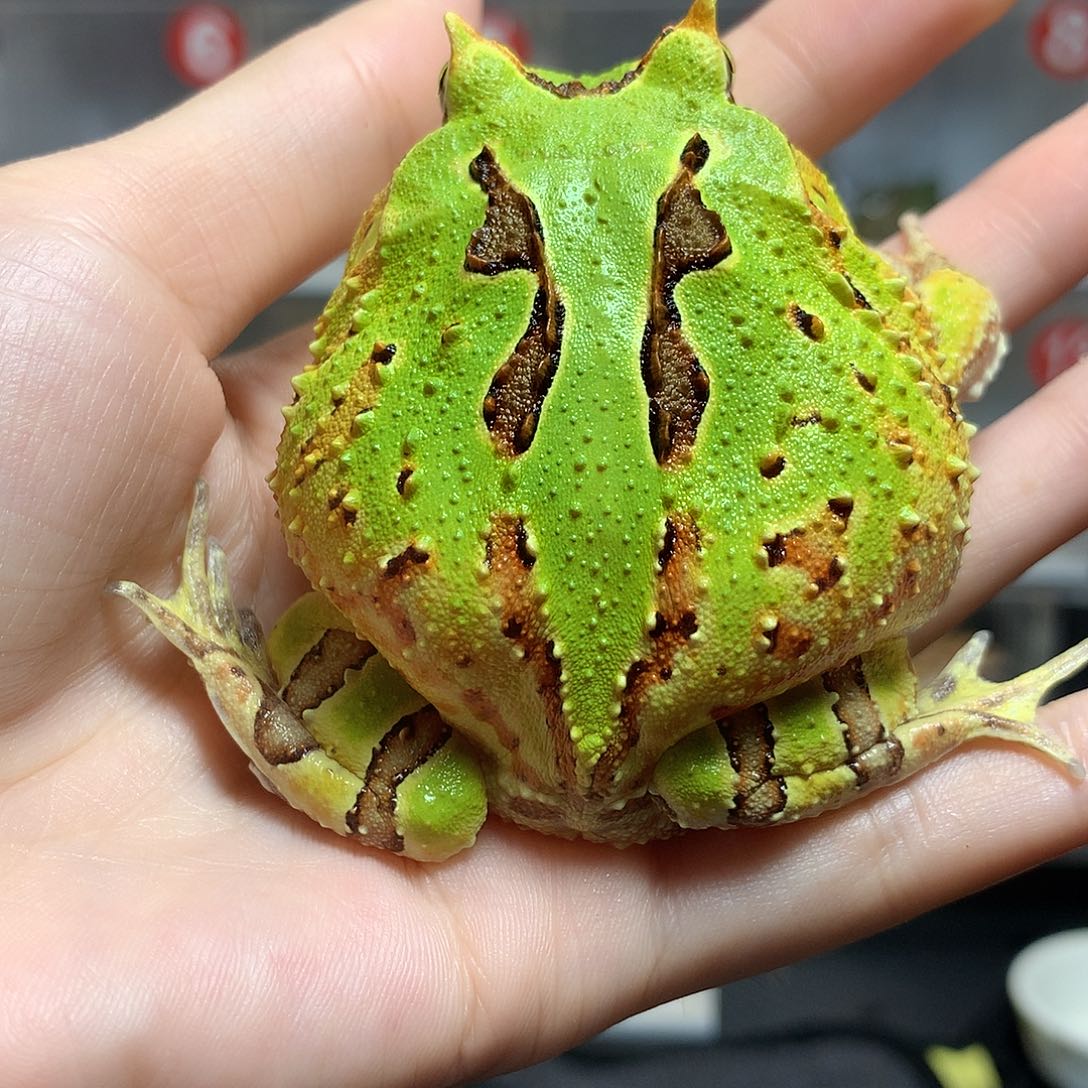 角蛙3032大蝴蝶蝴蝶母