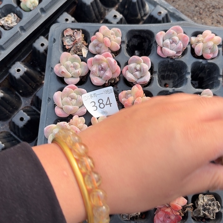 安****384 号到手1框一物一