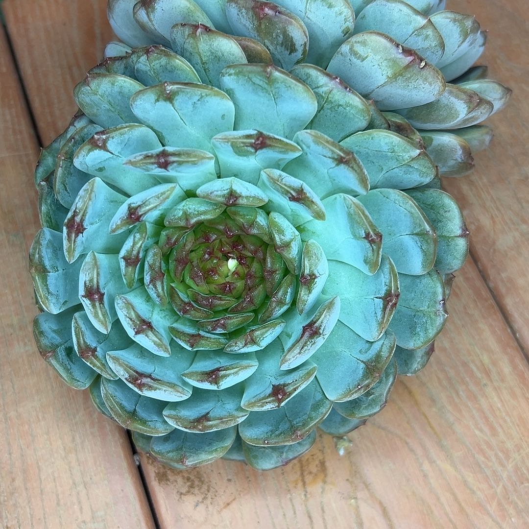 神***月溏心双头，一物一拍