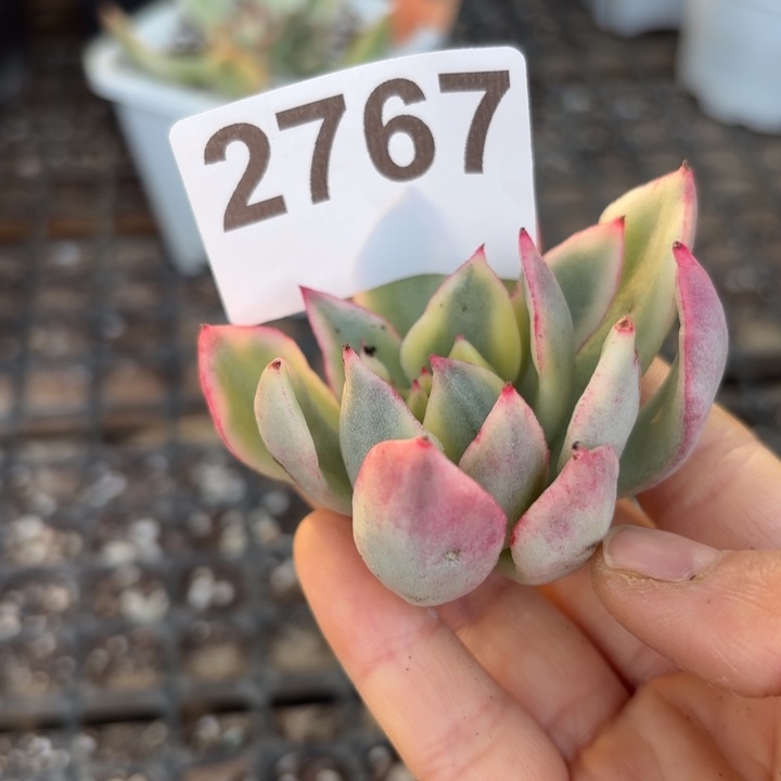 多肉植物头盖锦无根满18包邮