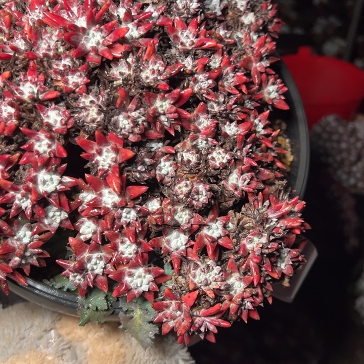 ?***嘛458哈哈哈哈哈哈哈