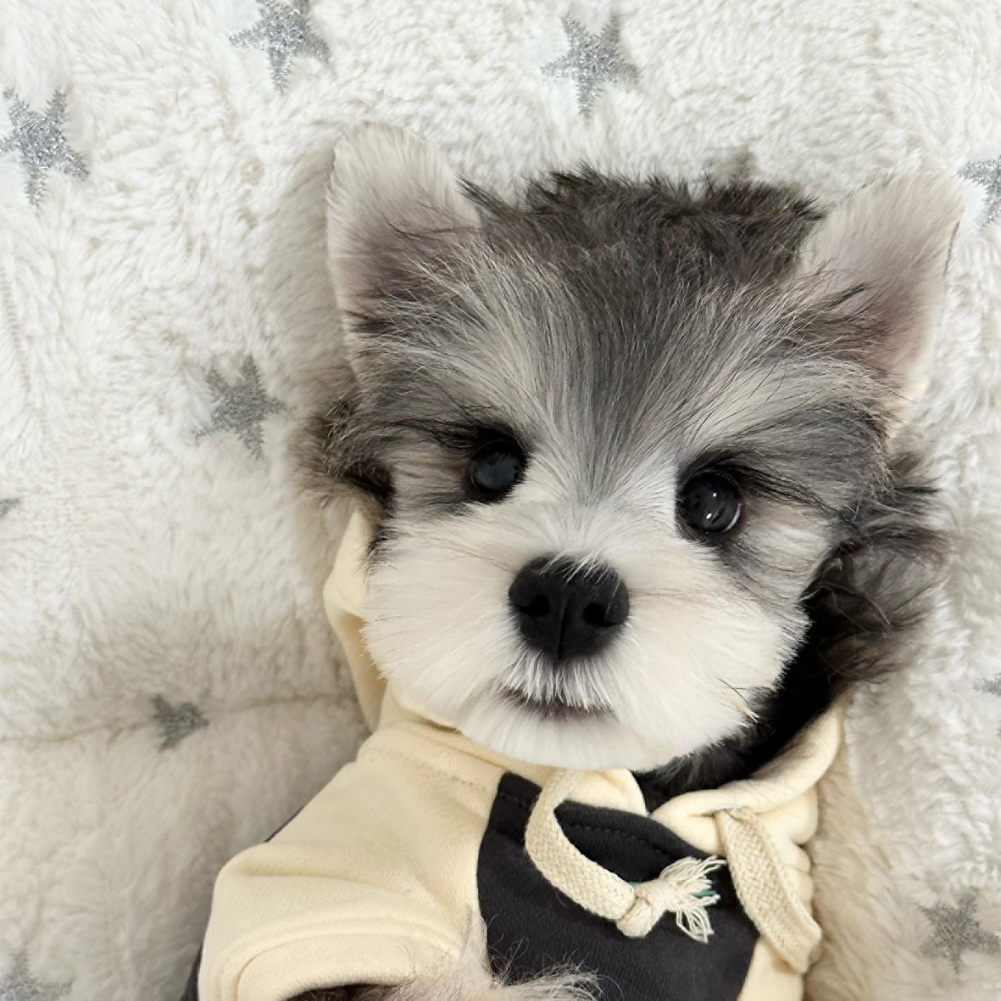 趣宠汇宠物活体通用链接