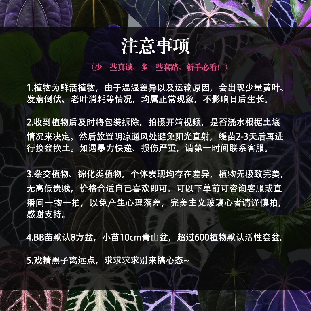 购前须知（天南星科花烛）