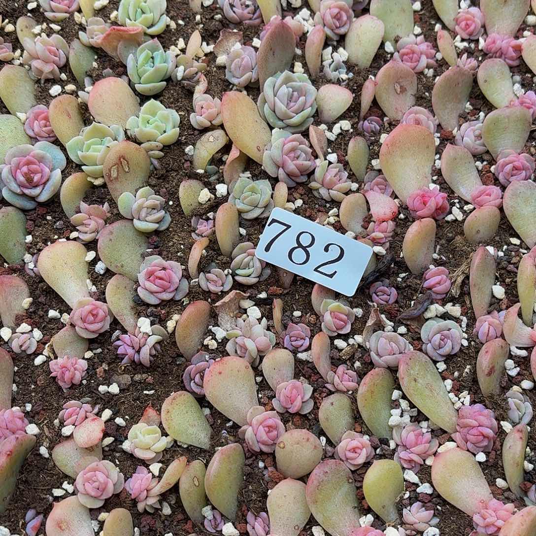 h*h多肉植物多肉植物782