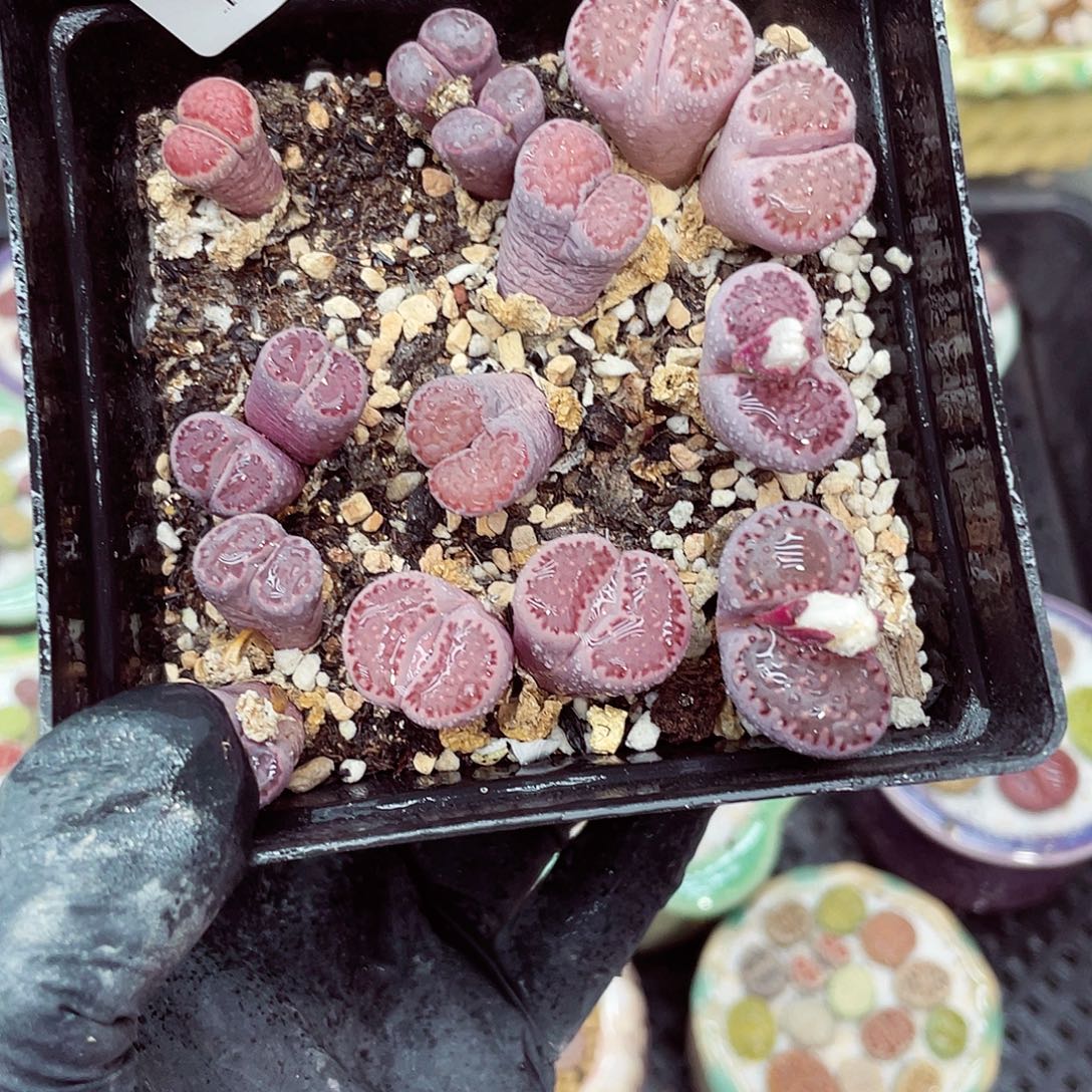 生石花满18包邮1126-202