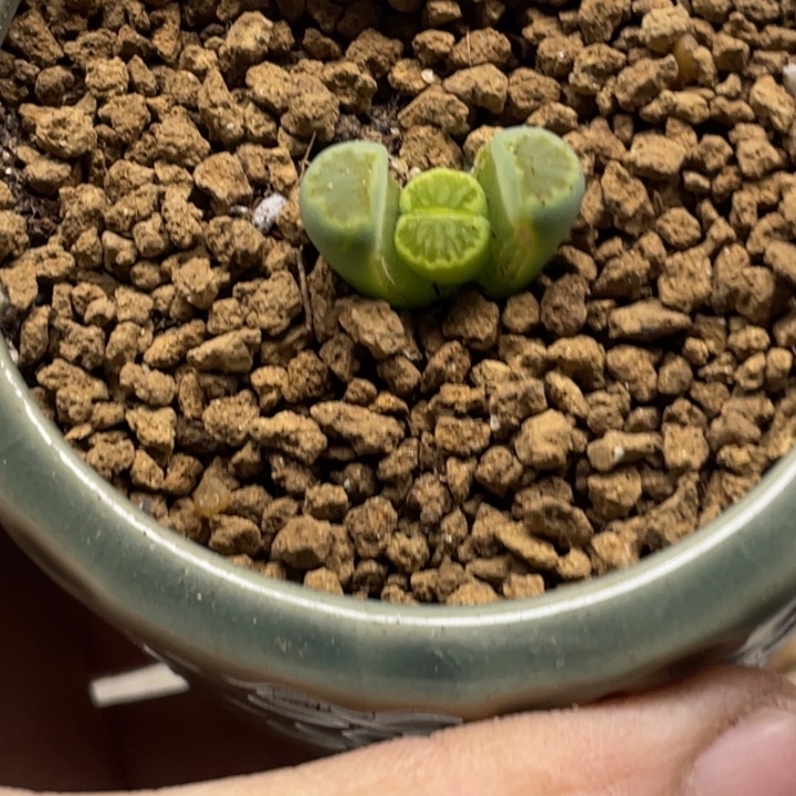 完全开放771绿菊带盆ll