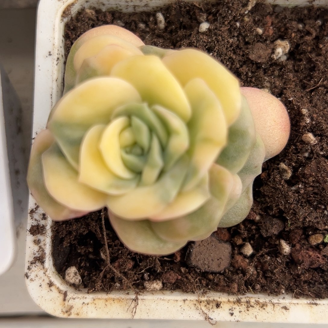 满38包邮可爱玫瑰锦