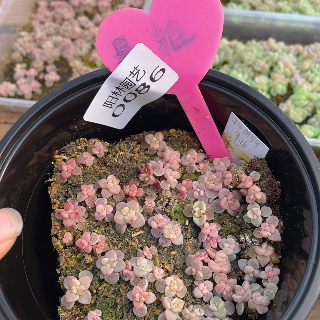 量拍多肉植物多肉植物86