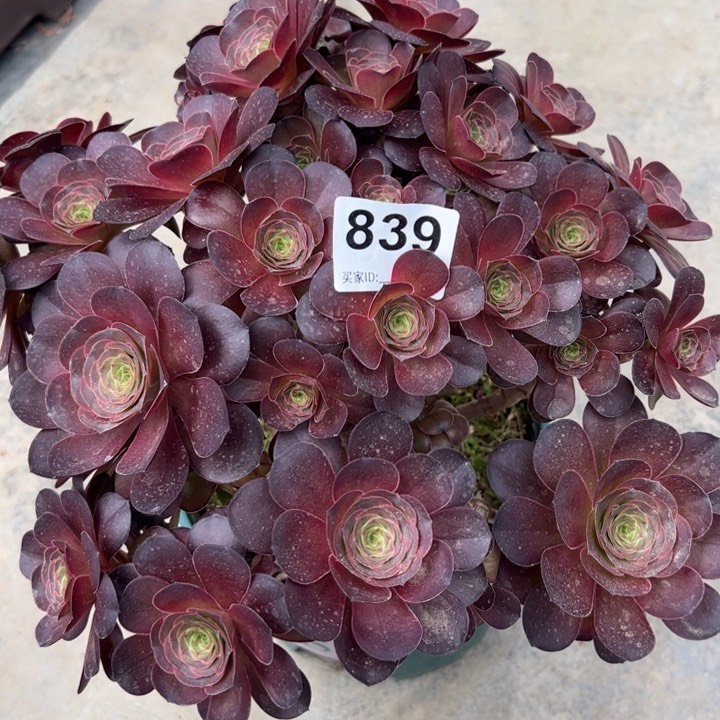 839魅金玫瑰朵朵30厘米左右