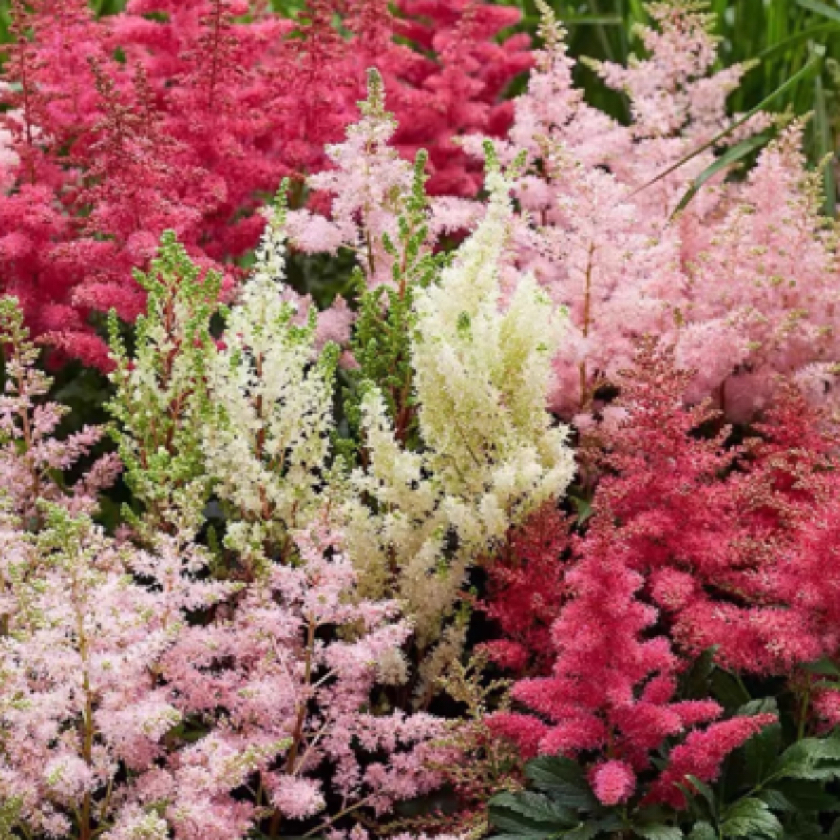 【洛新妇】耐荫耐寒！好看好养木本新手好养北方可地载