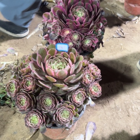151多肉植物组合