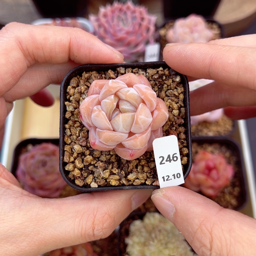 好好看246、哈哈哈哈