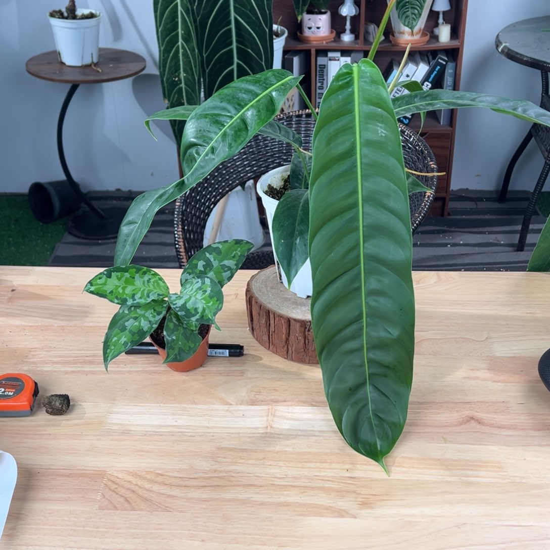 完全开放原种pp叶长41➕迷彩安达曼