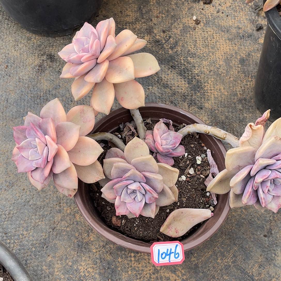 紫乐锦1046 晓晓一物一拍