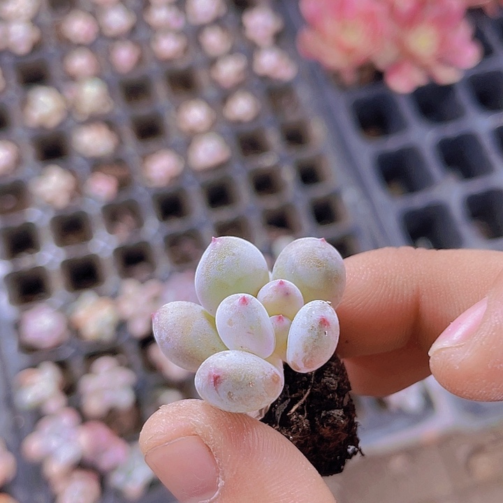 雪妖【满10颗包邮】