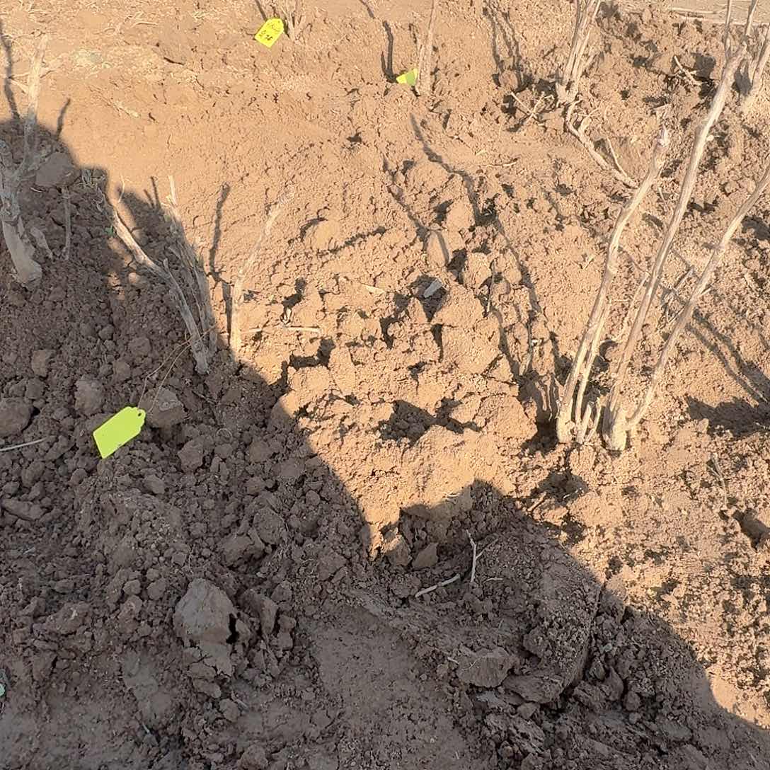 完全开放111111111111