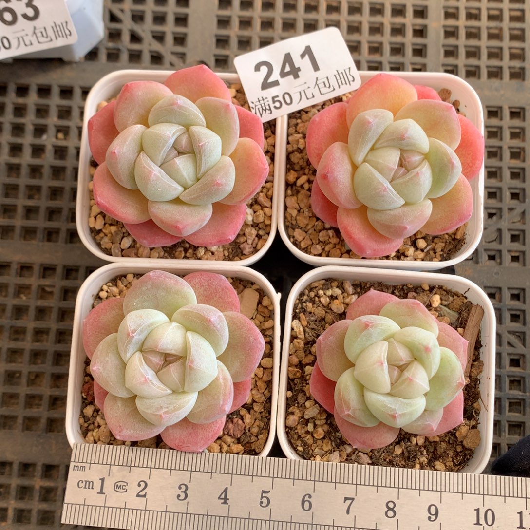 241暗纹糖心冰玉冠服4-4.5*4