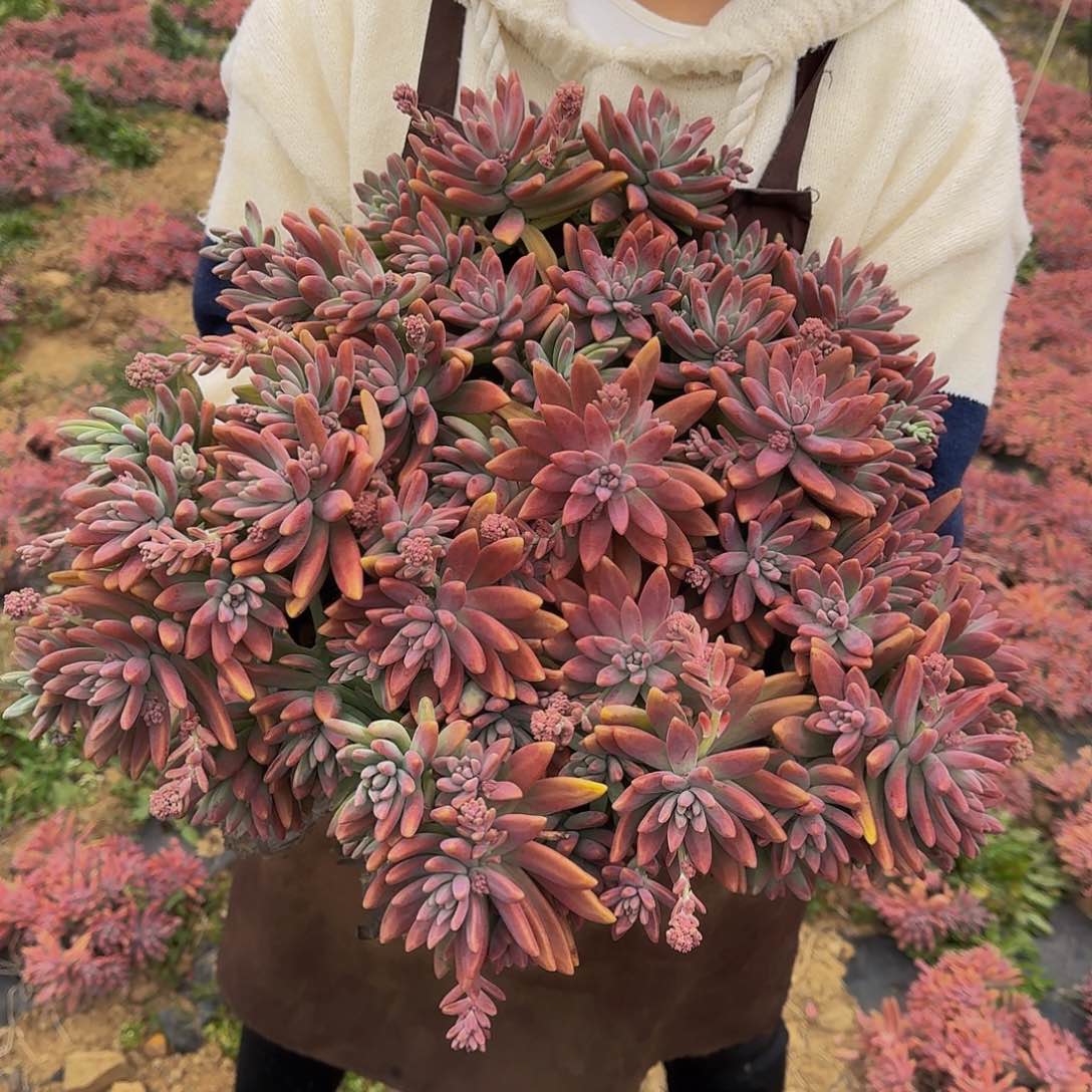 秋丽 12颗 发物流物流费自理