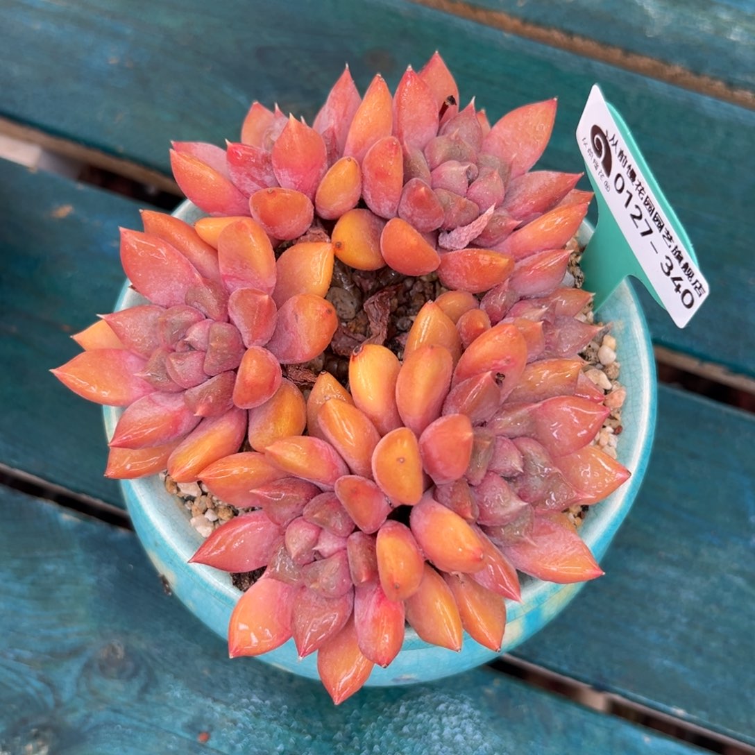 多肉一物一拍0127-340