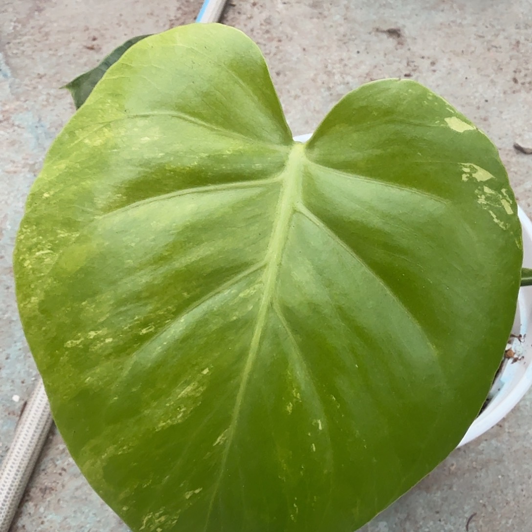 孤***狼无花朵龟背竹一物一拍