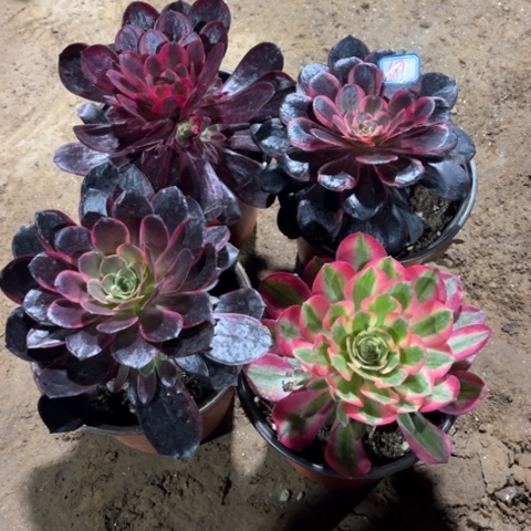 681多肉植物组合