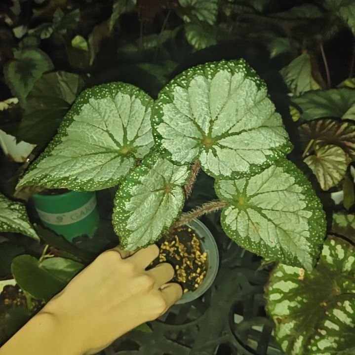 子莺之舞秋海棠一物一拍