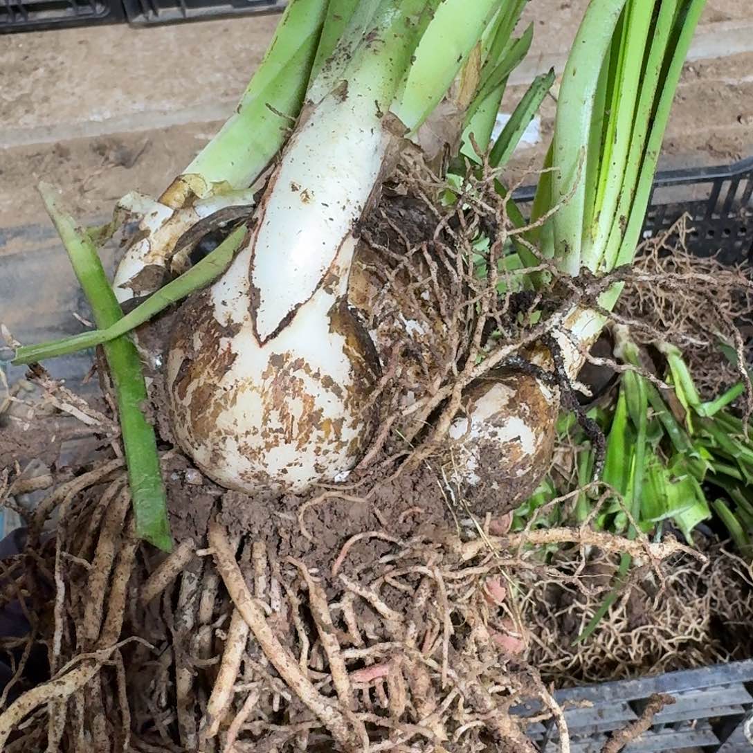 闪亮7+坨子开花球发发