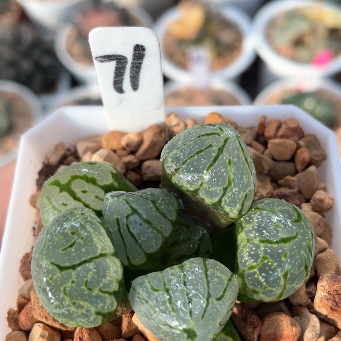 71月光宝盒。       