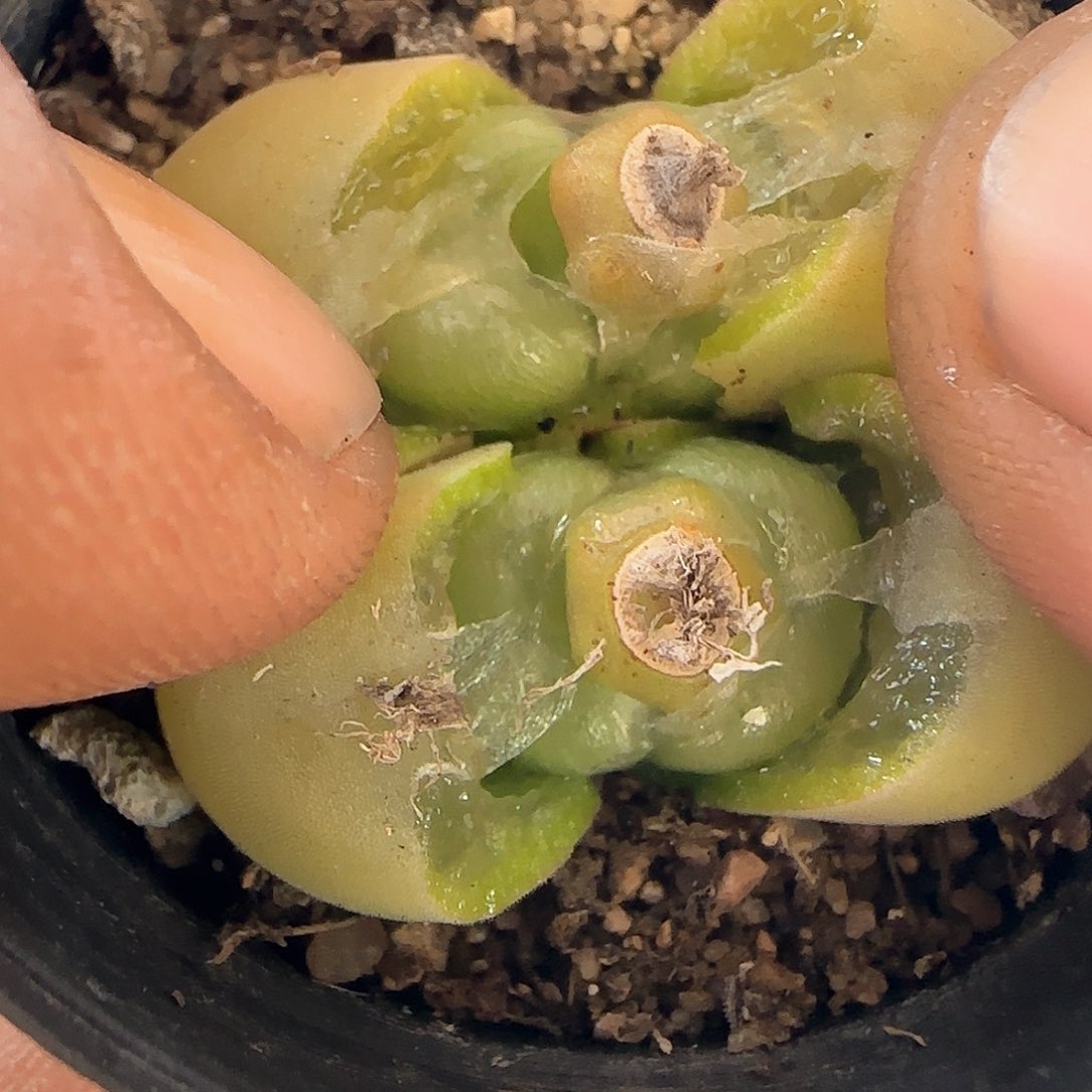 好看的植物30970