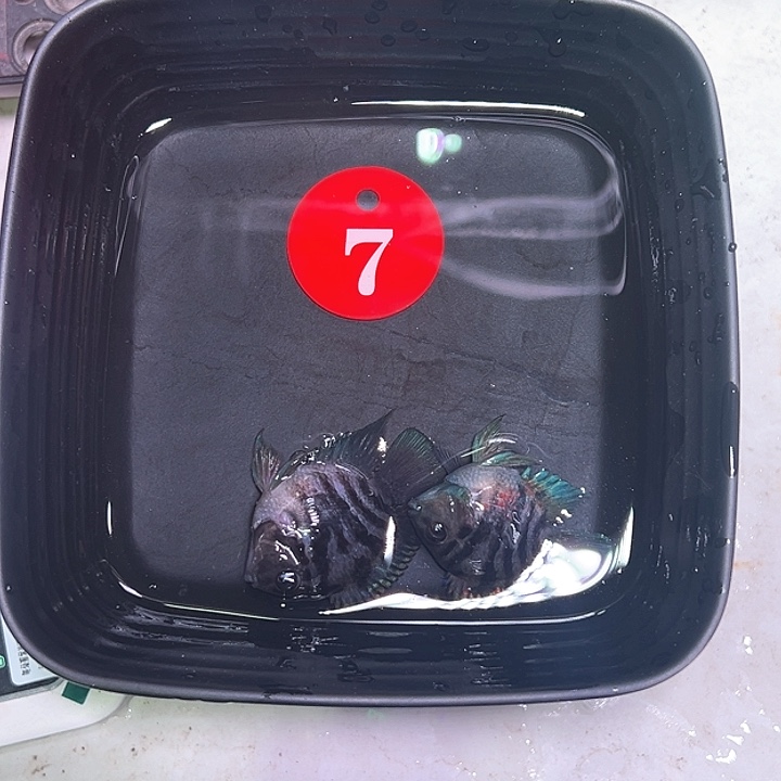 鹦鹉鱼7号，摩卡一对
