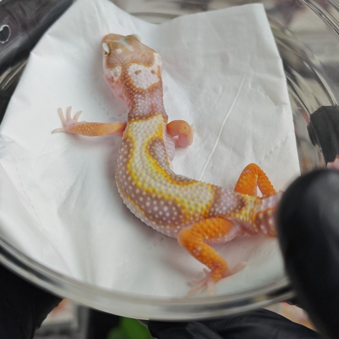 豹纹守宫豹纹守宫雨水母