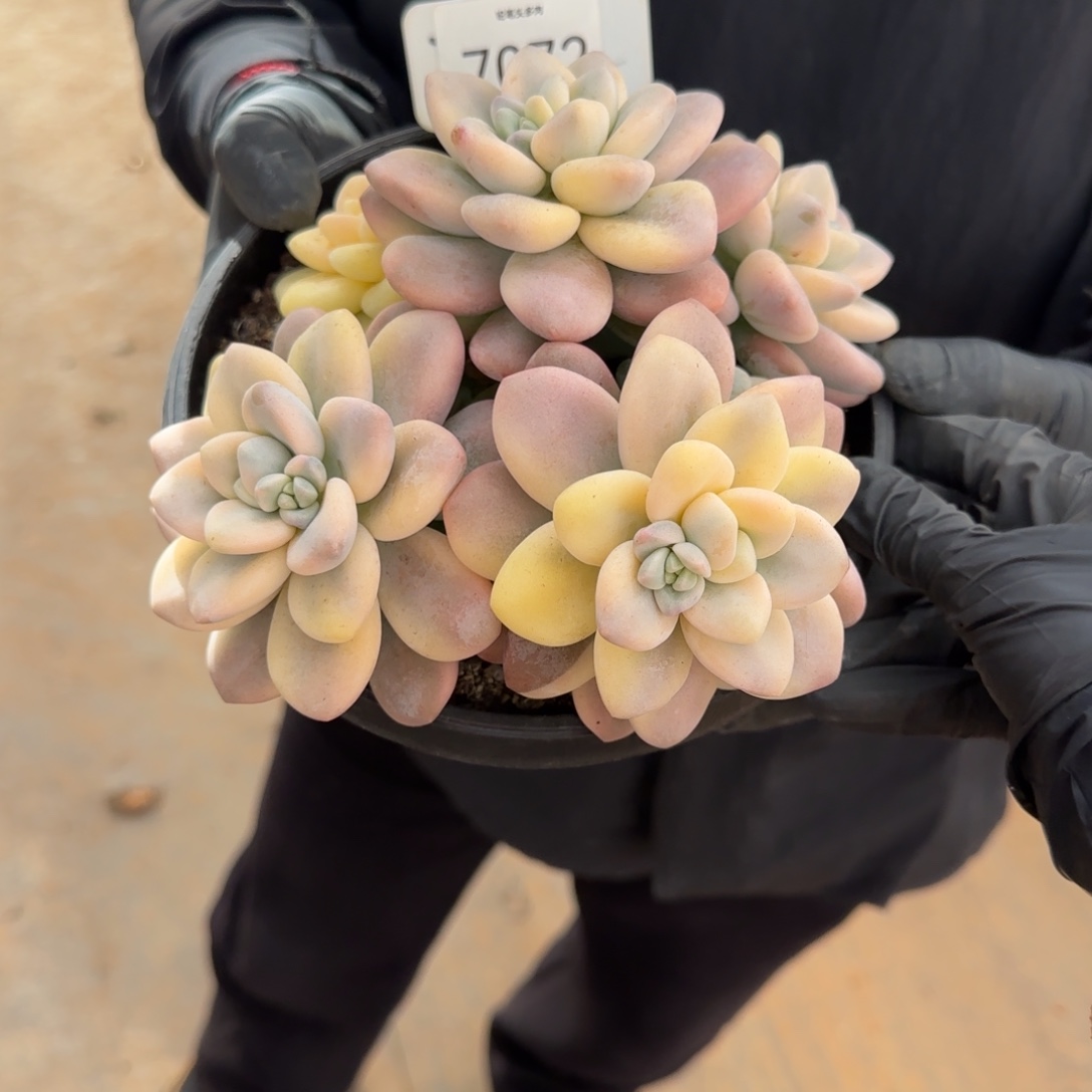 半***光7072。      洛神锦。    