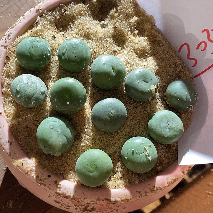 39370。 三颗大颗小拳拳。  