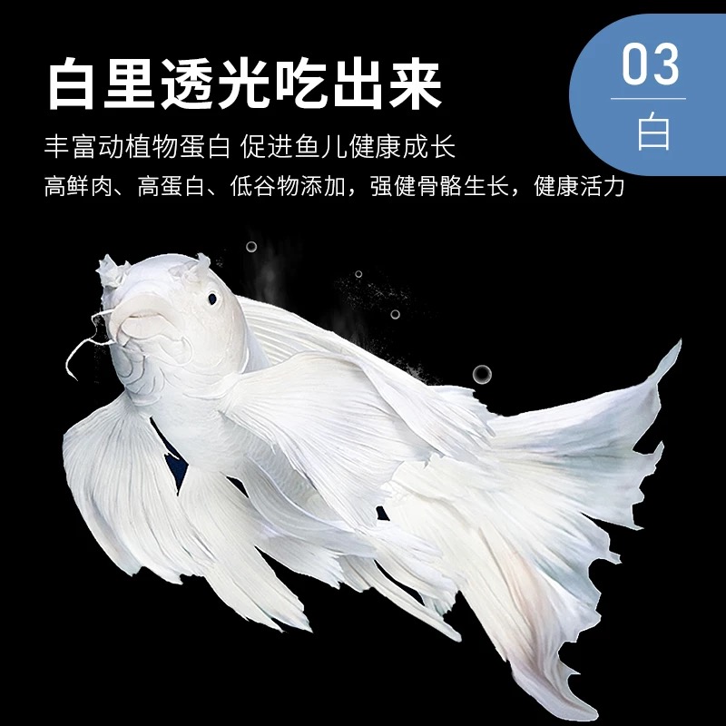 台湾纯种白普身蝴蝶蝴蝶鲤大鳍大尾冷水观赏鱼好养