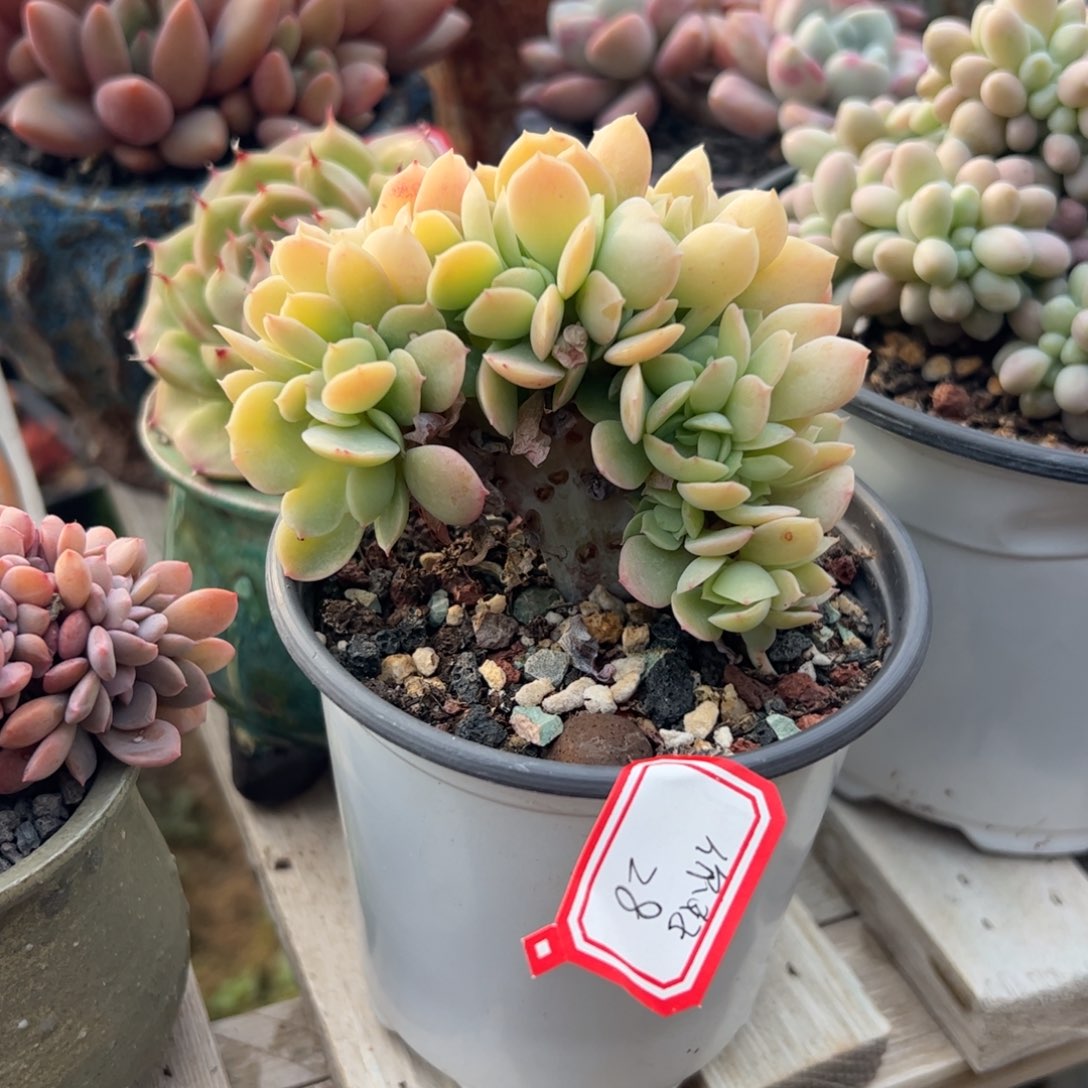 *****多肉植物多肉植物