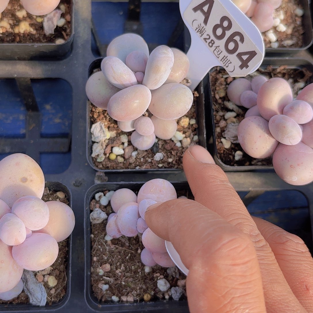 A864水光针一物一拍