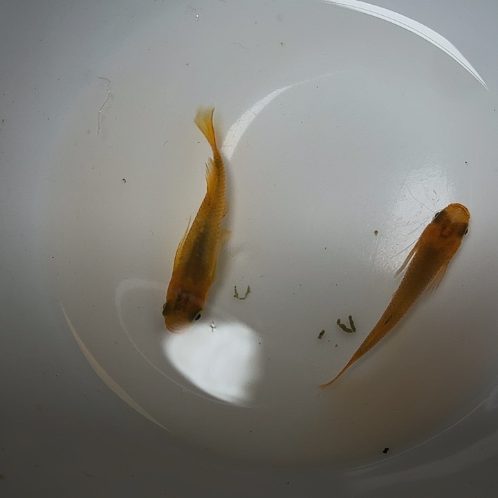 青鳉鱼153号拍品金龙