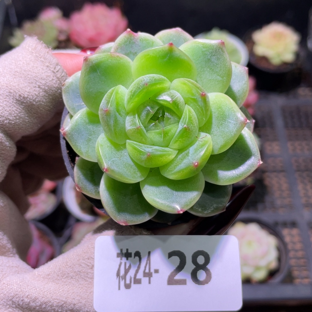 花利美24-28新品珍妮